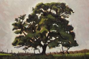 Oak Tree, Pennine Way