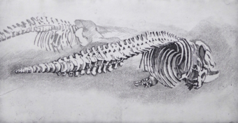 Black Right Whale, Softground etching on steel, 12 x 26 cm, Framed £90